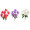 SPIDER DAISY BUSH 15022 FLOWERS WHOLESALE